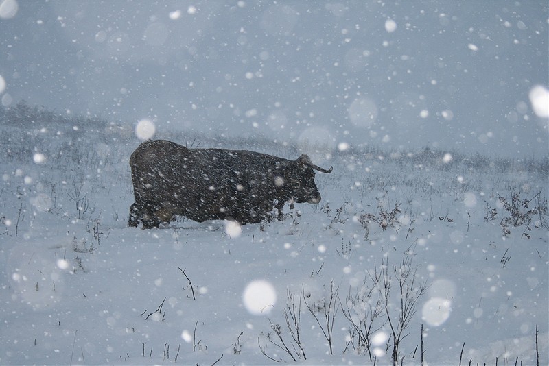 Neve em Montalegre II